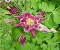 3ad1c04d-DSCN3260 a.jpg